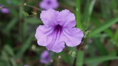 Close-up of purple flowers video