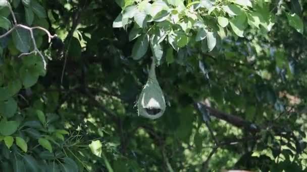 Video Birds Nesting Trees Nature — Vídeos de Stock