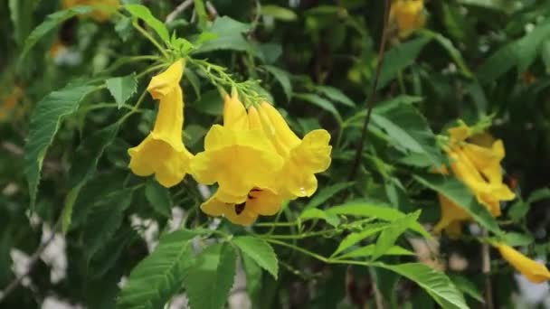 Video Yellow Flowers Bees Searching Nectar — Vídeos de Stock