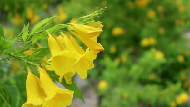 Video Yellow Flower Ladybug Perched — Vídeos de Stock