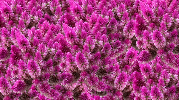 Picture of purple flowers arranged in a dense arrangement
