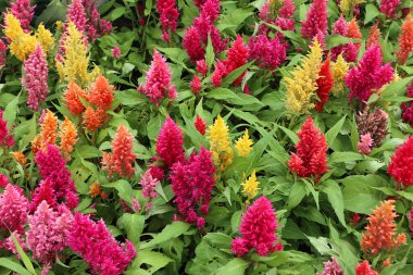 Güzel renkli horoz tarağı çiçeklerinin yakın plan fotoğrafı.