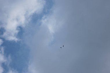 Bulutlarla uçan iki şahin. Sabahları doğal ışık vururum..