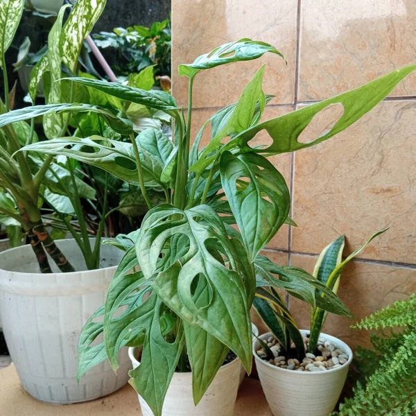 Monstera Obliqua Tuin Met Andere Planten — Stockfoto
