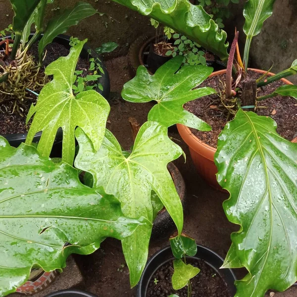 Anthurium Plants Collection Pots — Zdjęcie stockowe