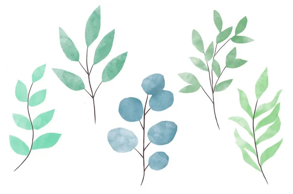Egy sor akvarell virág illusztrációk gyűjteménye zöld levelek Eukaliptusz akvarell levelek. Üdvözlőlap sablonja — Stock Fotó