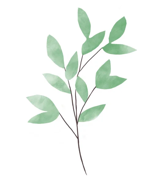 Набір акварельних квіткових ілюстрацій являє собою колекцію зеленого листя Евкаліптового акварельного листя. Шаблон листівки — стокове фото