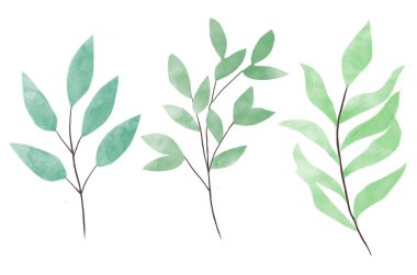 Bir suluboya çiçek çizimleri seti, okaliptüs suluboya yapraklarından oluşan bir koleksiyondur. Tebrik kartı şablonu