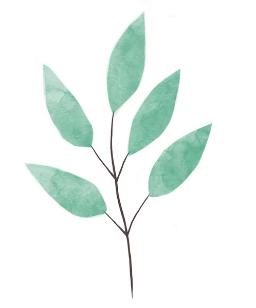 Μια σειρά από ζωγραφιές λουλουδιών ακουαρέλας είναι μια συλλογή από πράσινα φύλλα, φύλλα νερομπογιάς Ευκαλύπτου. Πρότυπο ευχετήριων καρτών — Φωτογραφία Αρχείου
