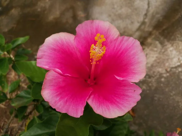 Hermosa Flor Creciendo Jardín —  Fotos de Stock