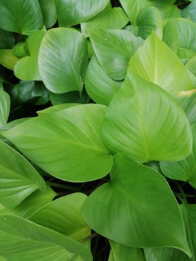 yeşil yapraklar, bitkiler ve yapraklar