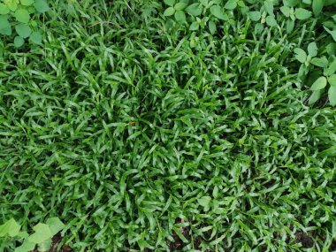 Bahçedeki yeşil çimenler