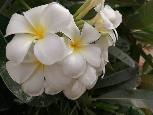 Hermosas Flores Que Crecen Jardín —  Fotos de Stock