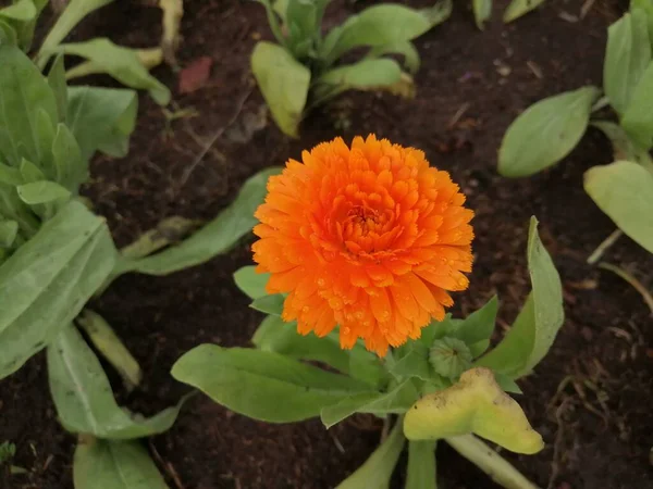 Hermosa Flor Creciendo Jardín —  Fotos de Stock