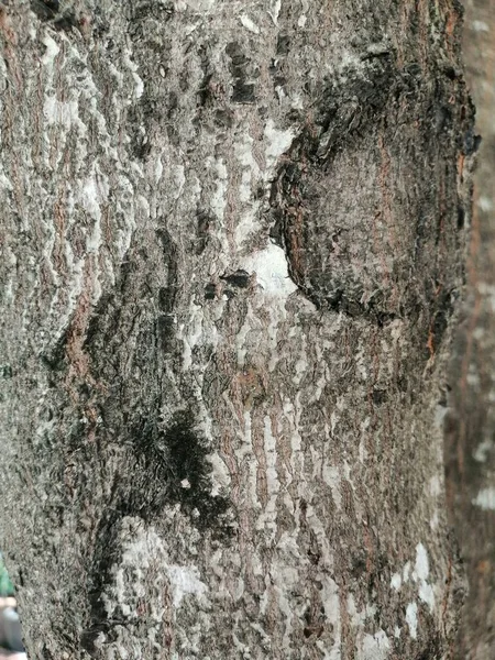 Texture Bark Tree Cracks Scratches — Stock Photo, Image