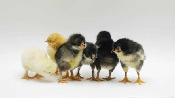 Novorozené kočky na bílém pozadí. Malá žlutá kuřata na bílém pozadí — Stock video