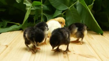 Bir grup yeni doğmuş tavuk ahşap bir masada yürüyor ve tahılları gagalıyor..