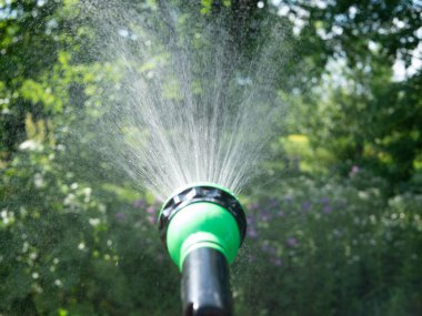 Bahçıvanlar hortumu spreyle tutarlar ve bahçedeki bitkileri sularlar..