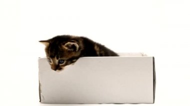 Little kitten in a cardboard box.. Curious playful funny striped kitten. Cat hiding in box. On a white background. Close-up.
