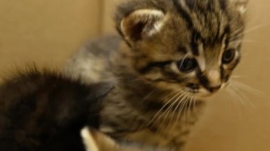 Small striped kitten close-up. Kitten hiccups.