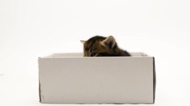 4k little kitten climb out of cardboard box. Curious playful funny striped kitten. Cat hiding in box. On a white background. Close-up.