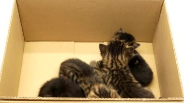 4k Four little kittens playing in a cardboard box. Group of cute kittens in cardboard box.