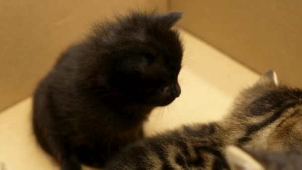 Little Black Kitten Kitten Dandruff Wool Close — ストック動画