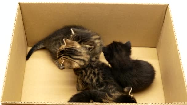 Четыре Маленьких Котенка Играют Картонной Коробке Любопытные Забавные Полосатые Котята — стоковое видео
