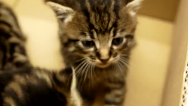 Small Striped Kitten Close Curious Playful Funny Striped Kitten — Stockvideo