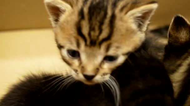 Small Striped Kitten Close Curious Playful Funny Striped Kitten — 图库视频影像