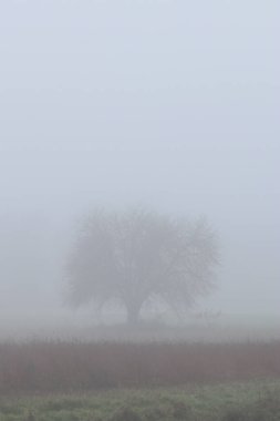 Tarlada yapayalnız tek bir ağaç sonbaharda sabah sisinde kaplandı.
