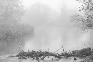 Nehir sonbaharda sabah sisinde ağaçlar ve çimenler arasında akar.