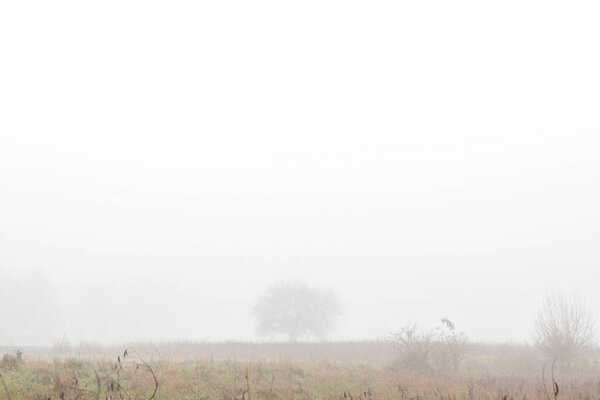 Lonely single tree on field enfolded in morning fog in autumn