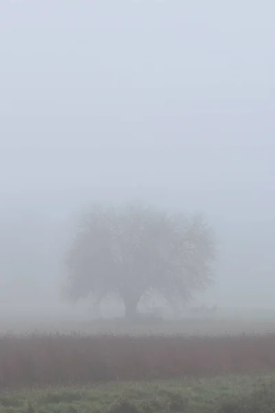 Lonely Single Tree Field Enfolded Morning Fog Autumn — Stock Photo, Image