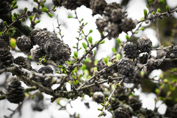 Twigs Larch Coniferous Tree Old Cones Small New Ones Growing — Stok fotoğraf