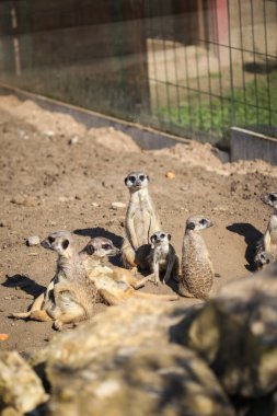 Mirketlerin ailesi güneş ışınlarında kumların üzerinde dinlenir.