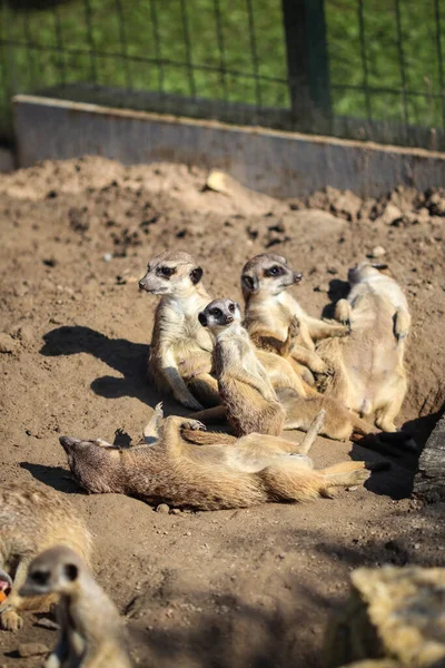 Meerkats Family Rest Sand Rays Sun — Stock Photo, Image