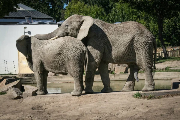 Manlig Afrikansk Elefant Förskott Famele Inneslutning — Stockfoto