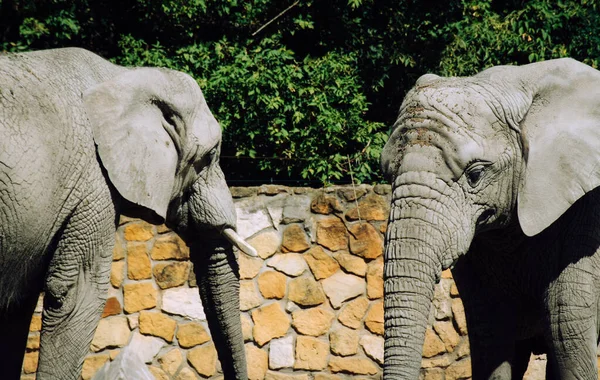 Dois Elefantes Africanos Reúnem Recinto — Fotografia de Stock