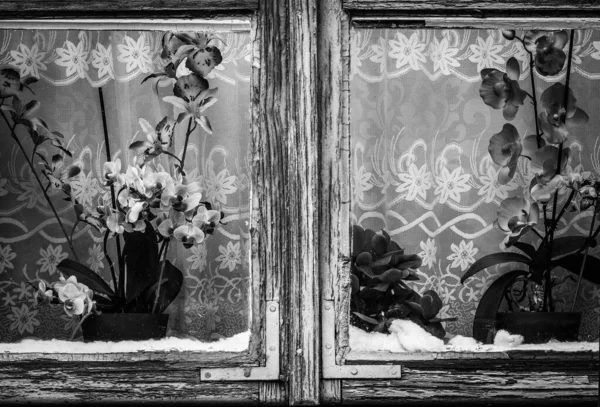 Orchidee Kwiaty Drewnianym Oknie Starego Domku Letniskowego Monochromatyczny Obraz — Zdjęcie stockowe