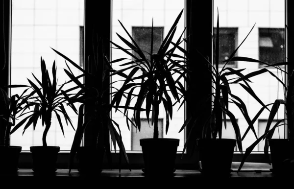 Silhouettes Four Dracanea Marginata Indoor Plants Flowerpots Window Sill — Stock Photo, Image