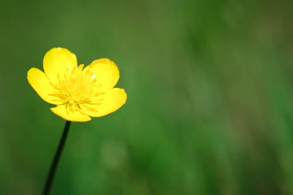 Yellow flower head of Bulbous Buttercup (Ranunculus bulbosus) growing on green grass, image with defocused copy space