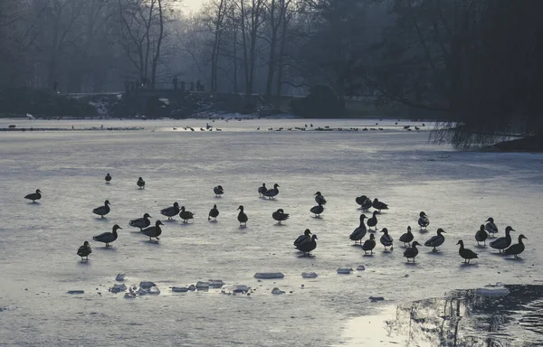 Ducks Rest Ice Frozen Pond City Park Winter — Stockfoto