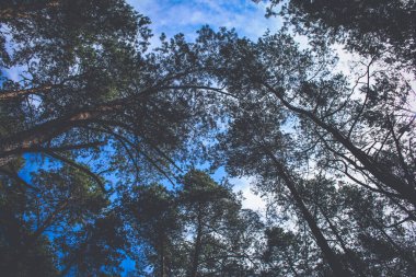 Genç ormandaki çam ağaçlarının kasvetli görüntüsü