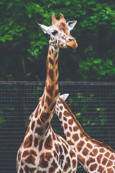 Giraffer Djurutrymme Djurpark Med Grön Gräsbetesmark — Stockfoto