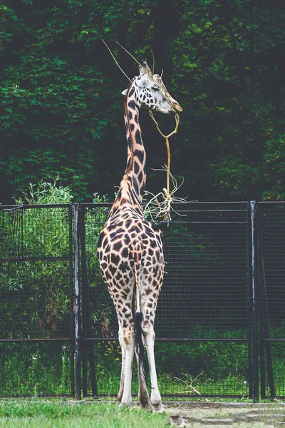 緑の芝生の牧草地と動物園の動物園の囲いのキリン — ストック写真