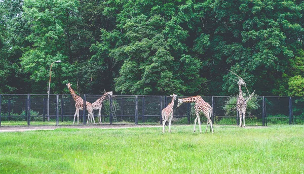 緑の芝生の牧草地と動物園の動物園の囲いのキリン — ストック写真