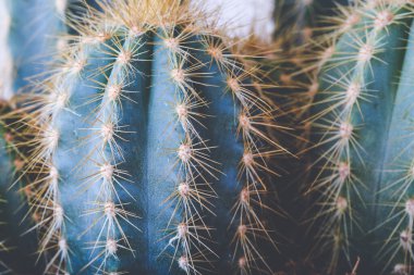 Dik Trichocereus Spachianus kaktüsleri saksıda yetişir.