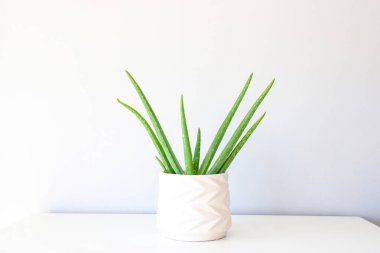 Beyaz saksıdaki Aloe beyaz mobilyaların üzerinde parlak duvara karşı