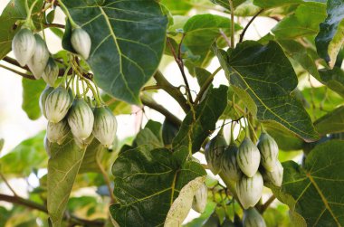 Bitkide biraz tamarillo yetişiyor.. 